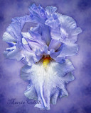 IRIS-COLOR ME BLUE 7084.jpg