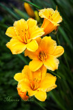STELLA D'ORA LILY-4114.jpg