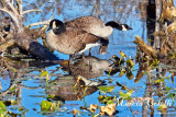 Canada-Geese_1894.jpg