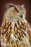 EURASIAN EAGLE OWL_4692.jpg