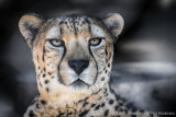 San Diego Zoo 5