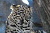 Amur Leopards