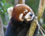 Red Pandas