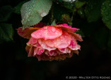 The Magical Rose Garden