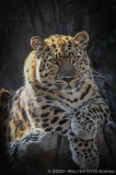 Amur Leopards