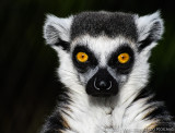San Diego Zoo 5