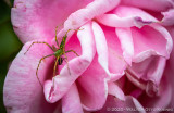 Macro Gallery 3