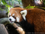 Red Pandas
