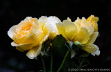 The Magical Rose Garden