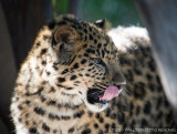 Amur Leopards