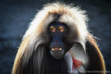 San Diego Zoo 5