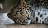 Amur Leopards