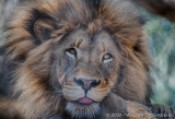 San Diego Zoo 5