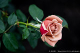The Magical Rose Garden