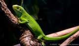 San Diego Zoo 5