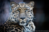 Amur Leopards