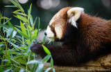 Red Pandas