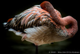 San Diego Zoo 5