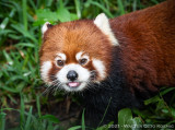 Red Pandas