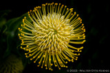 Protea