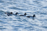 Barrows Goldeneyes, Drakes and Hens
