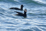 White-winged and Surf Scoters, Drake