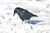 Northwestern Crow