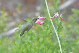 Costas Hummingbird, Female