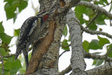 Red-naped Sapsucker, Male