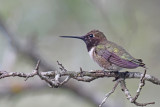 Black-chinned Hummingbird, Male