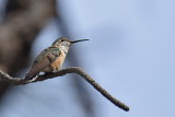 Broad-tailed Hummingbird, Female