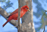 Summer Tanager, Male