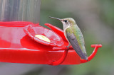 Calliope Hummingbird, Female