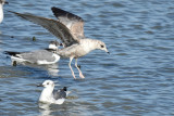 Mew Gull, 1st Cycle