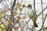 Ash-throated Flycatcher