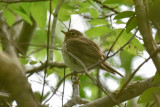 Swainsons Thrush