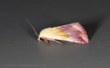 UK moths