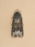 Dark Swordgrass