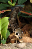 Elephant Hawk-moth, caterpillar