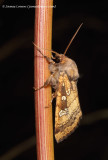 Fishers Estuarine Moth