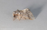 Oak Processionary Moth