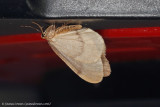 Northern Winter Moth