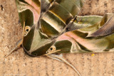 Oleander Hawk-moth