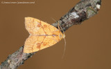 Orange Sallow