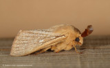 Pale Grass Eggar