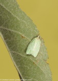 Green Oak Totrix