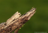 Pale Pinion