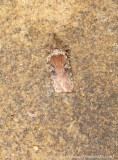 Agonopterix purpurea