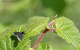 Adela reaumurella