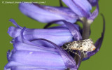 Bluebell Conch